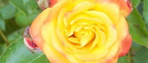 Rose_290_123