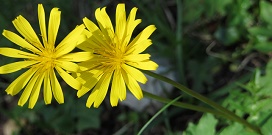 Die Kunst der Paarbeziehung Zwei Blumen, die eng beieinander stehen