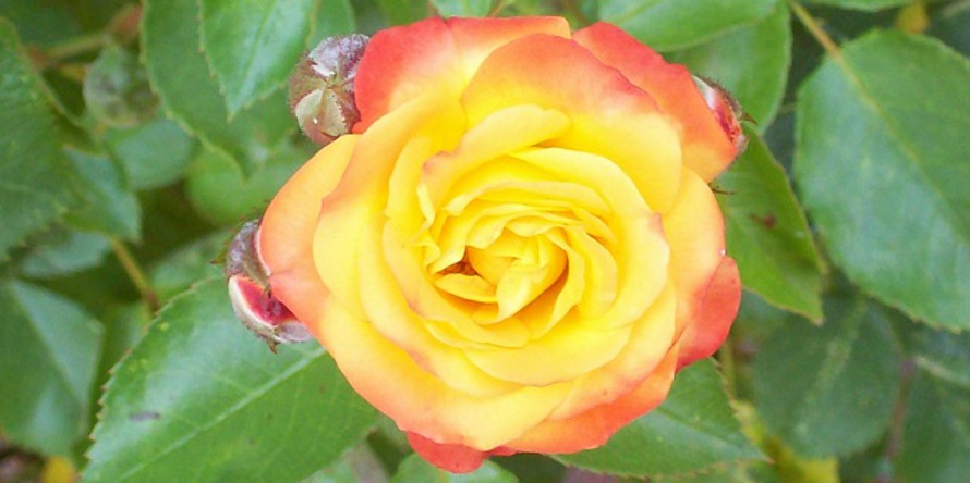Rosenbusch mit einer orangen Rose