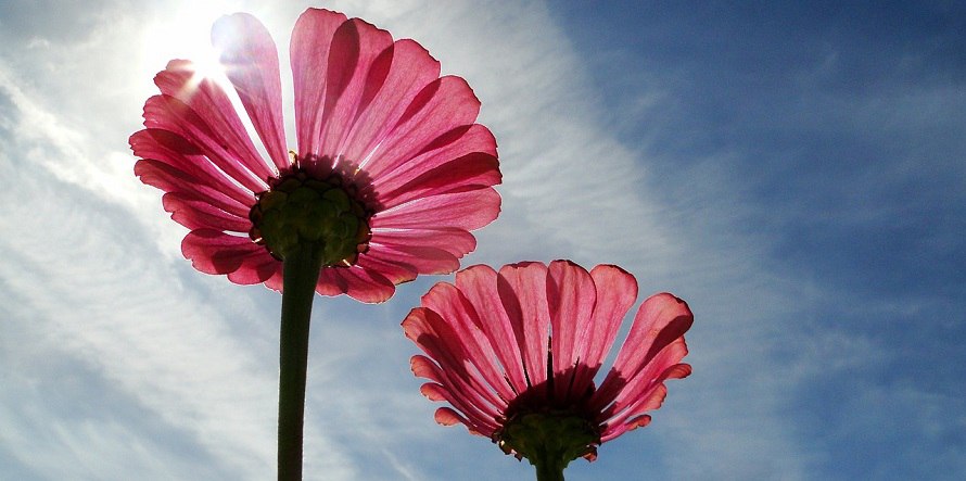 Zwei Blumen nah beieinander, wie nach erfolgreicher Paartherapie Paderborn