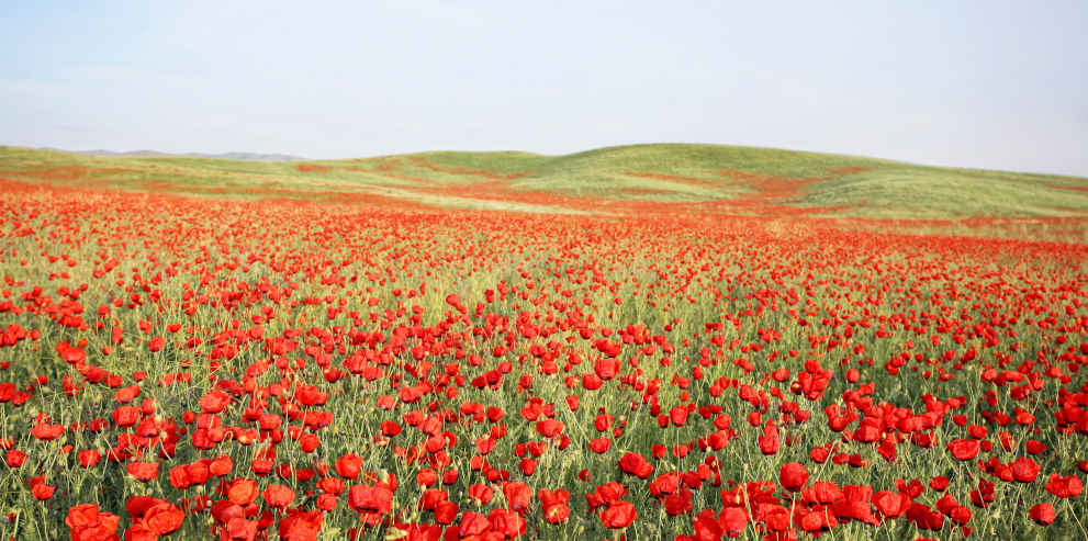 Feld mit roten Mohnblumen, vielfältig wie Psychotherapie, Paartherapie Paderborn