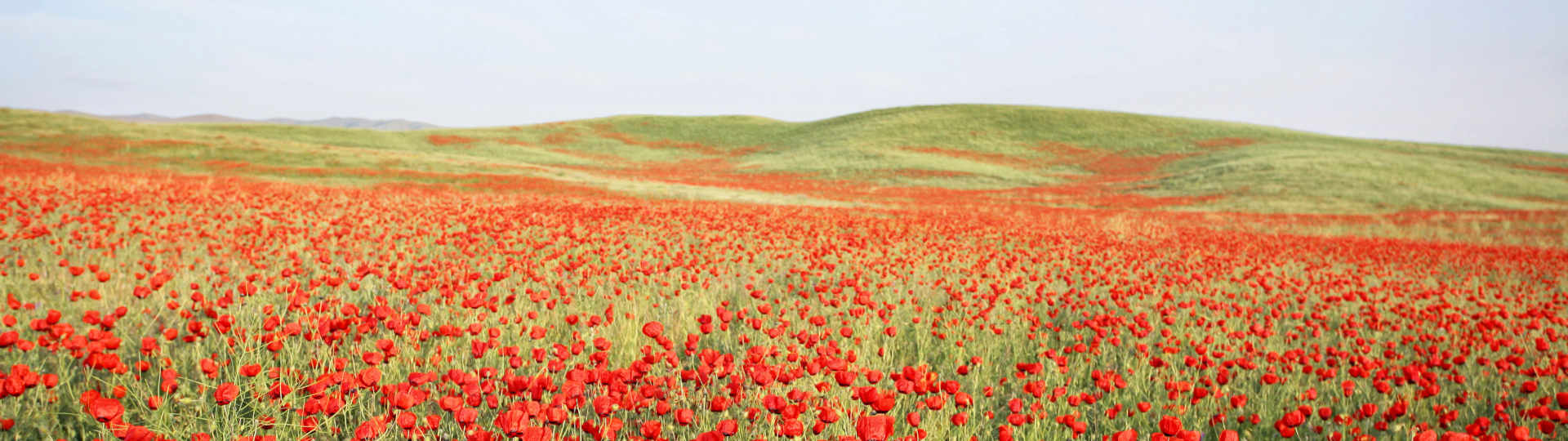 Feld mit roten Mohnblumen, so vielfältig wie Psychotherapie, Paartherapie Paderborn