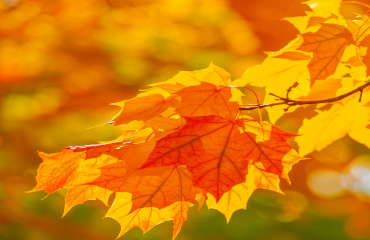 Baum mit Herbstlaub - Psychotherapie im Alter Praxis Holger Neumann Paderborn