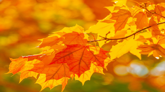 Herbstlandschaft - Psychotherapie im Alter das Leben genießen können