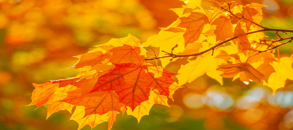 Ast mit leuchtendem Herbstlaub - Psychotherapie im Alter in der Praxis Holger Neumann Paderborn