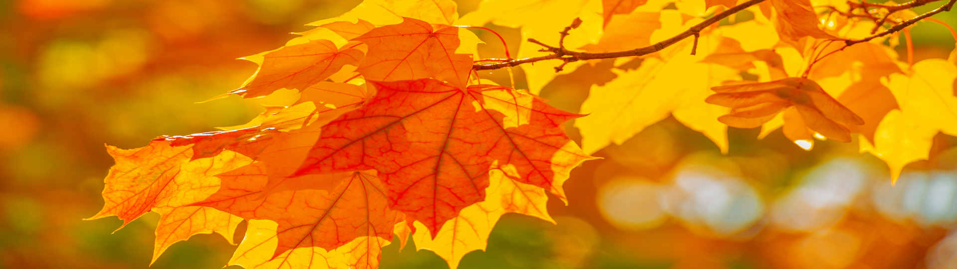 Ast mit buntem Herbstlaub - Psychotherapie im Alter in der Praxis Holger Neumann Paderborn