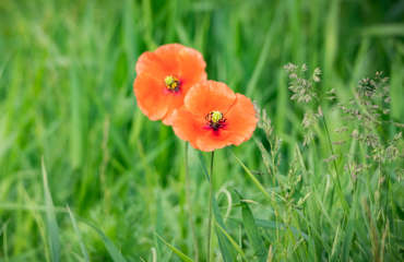 Blumen als Dankeschön nach erfolgreicher Eheberatung Paderborn