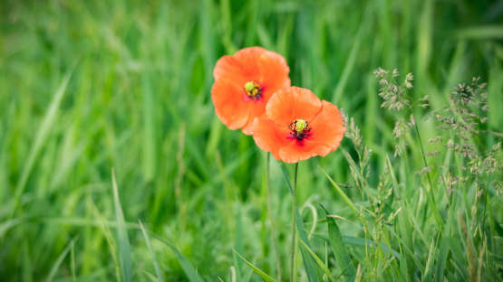 Zwei Blumen als Dankeschön nach erfolgreicher Eheberatung Paderborn