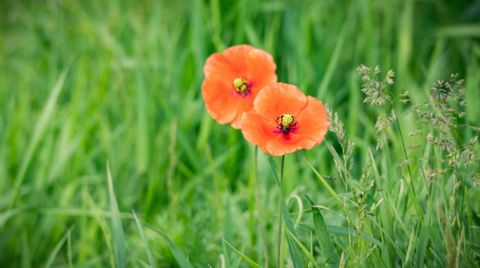 Blumen nach erfolgreicher Eheberatung Paderborn - Holger Neumann