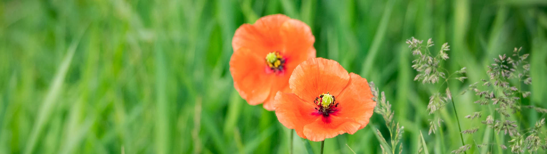 Blumen als Dankeschön nach erfolgreicher Eheberatung Paderborn - Holger Neumann