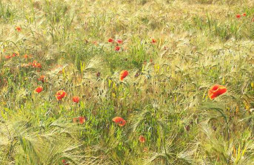 Feld mit Kornblumen - so vielfältig wie mein Praxisangebot Paderborn