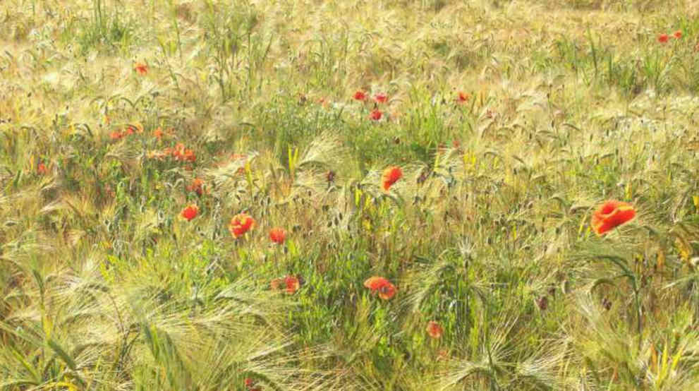 Kornfeld mit Kornblumen, vielfältig wie mein Therapieangebot meiner Praxen in Paderborn und Delbrück