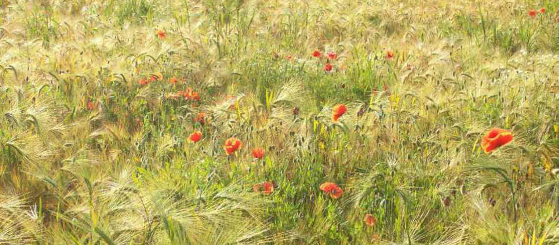 Ein Kornfeld mit Kornblumen, vielfältig wie mein Therapieangebot meiner Praxen in Paderborn und Delbrück